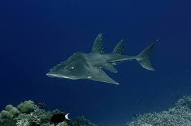 Tubbataha reefs