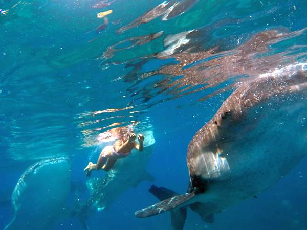 Oslob Whaleshark Watching