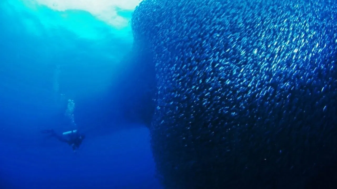 Moalboal Sardines